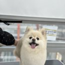 계룡애견 이미지