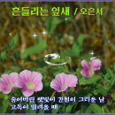 Pteav Studio:흔들리는 잎새 /오은서 이미지