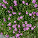 송이밸리자연휴양림 이미지