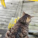 수진좌대 이미지