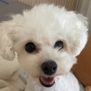 보라눈나 이미지