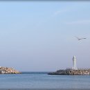 대포항 Daum카페