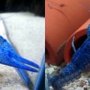 플로리다 블루 [Procambarus alleni] 이미지