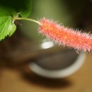 여우꼬리 이미지