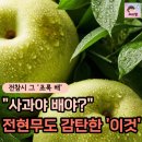 전참시에 나온 사과인줄 알았다는 초록색 배 '이것' 맛과 가격