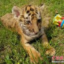 동물원 맹수 새끼들의 ‘1일 엄마’ 체험기, 중국 어머니의 날 기념행사 이미지