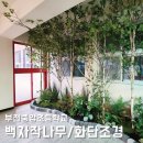 부천중앙초등학교 | 자작나무 조경 인테리어, 하단 조화 화단과 함께! 글라스/백자작나무, 부천중앙초등학교