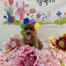 성남애견 | 성남애견미용 ‘멍균관대’ 첫 방문 후기! 💖