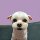 루이독 | 인형인가 강아지인가? 루이독에서 만난 순둥이 '단추' 미용 후기 🐾