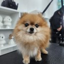 평택애견미용학원) 이바우펫 무료애견미용 후기♥