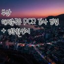 미미의 일상 - 부산 해외 출국용 PCR 검사 + 영문증명서 발급 병원 정보 및 가격