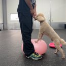 올 마스터 독 이미지