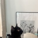 고양이분양 반하나캣 이미지