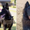 이츠펫 살롱 이미지