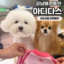 펫옷 | 오리지널스 플래그십 도산] 대유행 강아지 옷 펫 캘리 티셔츠 색상 가격 사이즈 후기 강남애견동반