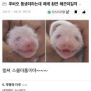 하이바오 이미지