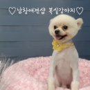 남창애견 이미지