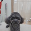 아이파크 애견미용실 이미지