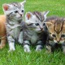 착한 고양이 이미지