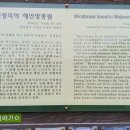 월정방풍림 이미지