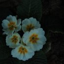 문화초등학교 이미지