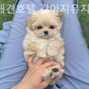 부산애견호텔 강아지유치원 펫퍼센트&코모네하우스 이미지