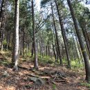 편백향기 이미지