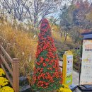 화려한 날의 오후 | 대구수목원 국화축제 화려한 마지막날 후기!