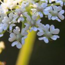 경북기름 이미지