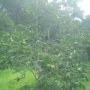 산안개 농장 이미지