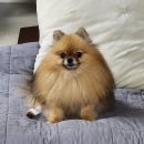 24시 더원 동물병원 | 강아지 딱딱한 간식 먹다 식도 걸려 응급실->전신마취->내시경 (검단 24시 더원 동물 병원)