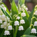 The Secret Garden 이미지