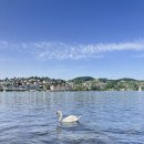 숍호프 | [유럽 신혼여행] #7(2) 스위스 - 루체른(래디슨 블루 호텔, 빈사의 사자상, 호프성당, 카펠교)