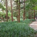 대신공원 숲길 이미지