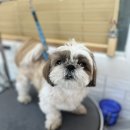 새하얗개 이미지