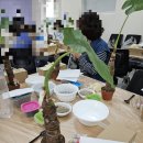 수경식물 &#39;수경식물 심고&#39; 원예치료 힐링하다