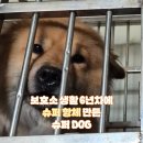 고Dog | 🐶보호소 생활 6년차, 접종 한 번 없이 '슈퍼 항체' 스스로 만든 슈퍼 DOG😮