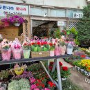 푸른나라꽃나라 이미지