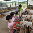 견학) 칠곡양떼목장🐑🐐 이미지