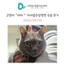 블루동물병원 | 철산 동물병원) 고양이 "야미" 치아흡수성병변 발치 수술, 건강검진 후기