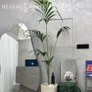 바이미 붙임머리