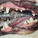 구지동물병원 이미지