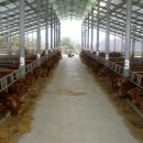 한우 축사 짓는 방법 이미지