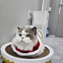 냥스터치 이미지