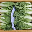 여주-0254 Daum카페
