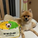 동해유치원 | 동해 애견 호텔&amp;반려견 유치원&amp;애견 카페 내 돈 내산 후기