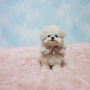 우리펫 강아지분양 성동구점 이미지