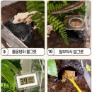 에버리움 | 도마뱀 사육장 추천 테라리움 에버리움 내돈내산 솔직후기