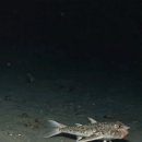 red-lipped batfish 이미지