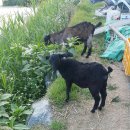 복희 농장 이미지